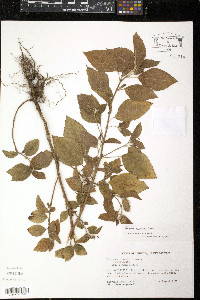 Acalypha arvensis image