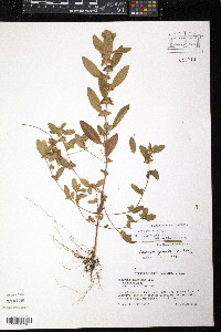 Acalypha gracilens image