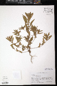 Acalypha virginica image