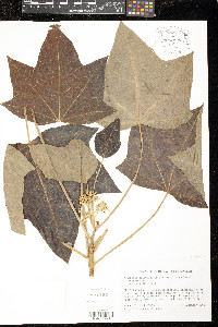 Aleurites moluccana image