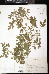 Image of Blumenbachia latifolia