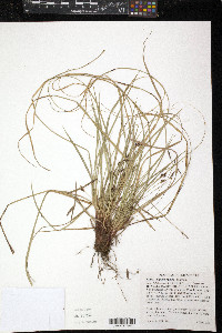 Carex nigromarginata image