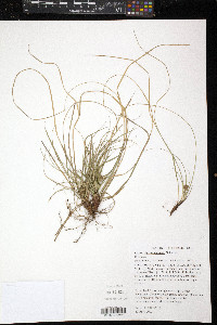 Carex nigromarginata image