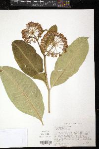 Asclepias purpurascens image