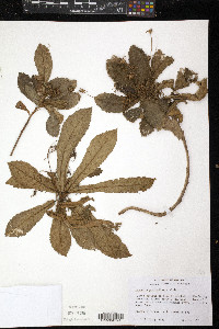 Gesneria pedicellaris image