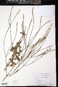 Verbena litoralis image