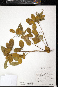 Pristimera celastroides image