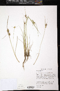 Carex viridula image