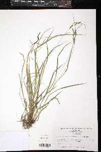 Carex virescens image