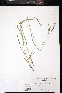 Carex virescens image