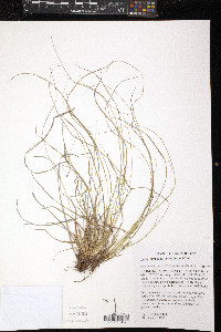 Carex umbellata image