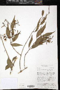 Tripodanthus acutifolius image