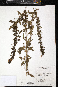 Capraria biflora image