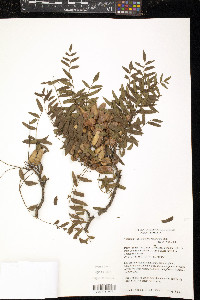 Image of Schinopsis marginata