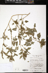 Amaranthus viridis image