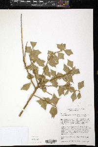 Jodina rhombifolia image