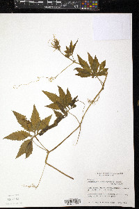 Cyclanthera pedata image