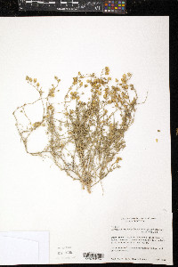Image of Spergularia pazensis