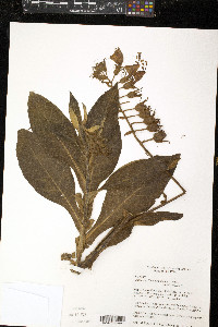 Nicotiana otophora image