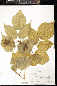 Aralia racemosa image