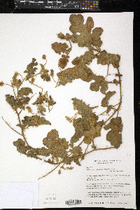 Solanum hieronymi image