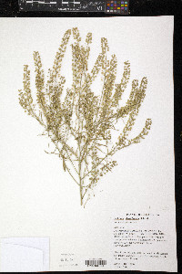 Lepidium densiflorum image