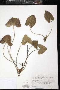 Hexastylis arifolia var. ruthii image