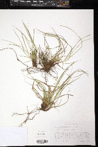 Carex umbellata image