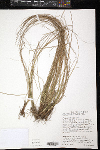 Carex umbellata image