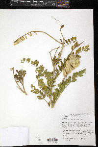 Astragalus cimae image