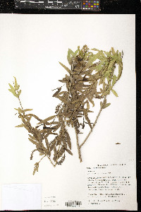 Salix lasiandra image