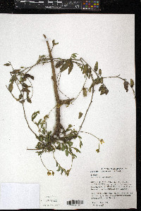 Crotalaria rotundifolia image