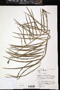 Zamia pumila subsp. pumila image
