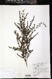 Keckiella antirrhinoides subsp. antirrhinoides image