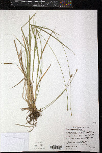 Carex leavenworthii image