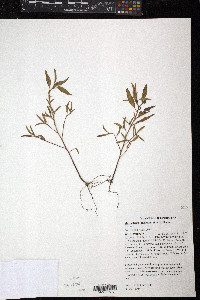 Malvastrum hispidum image