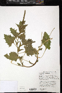 Chenopodium californicum image