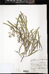 Geijera parviflora image