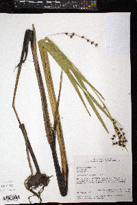 Scleria lacustris image