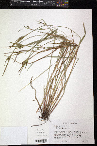 Scleria oligantha image