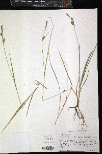 Carex meadii image