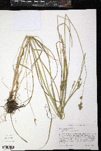 Carex normalis image