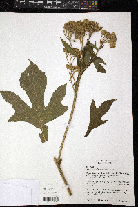 Verbesina macrophylla image