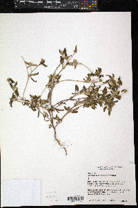 Image of Sanvitalia versicolor