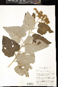 Image of Parthenium cineraceum