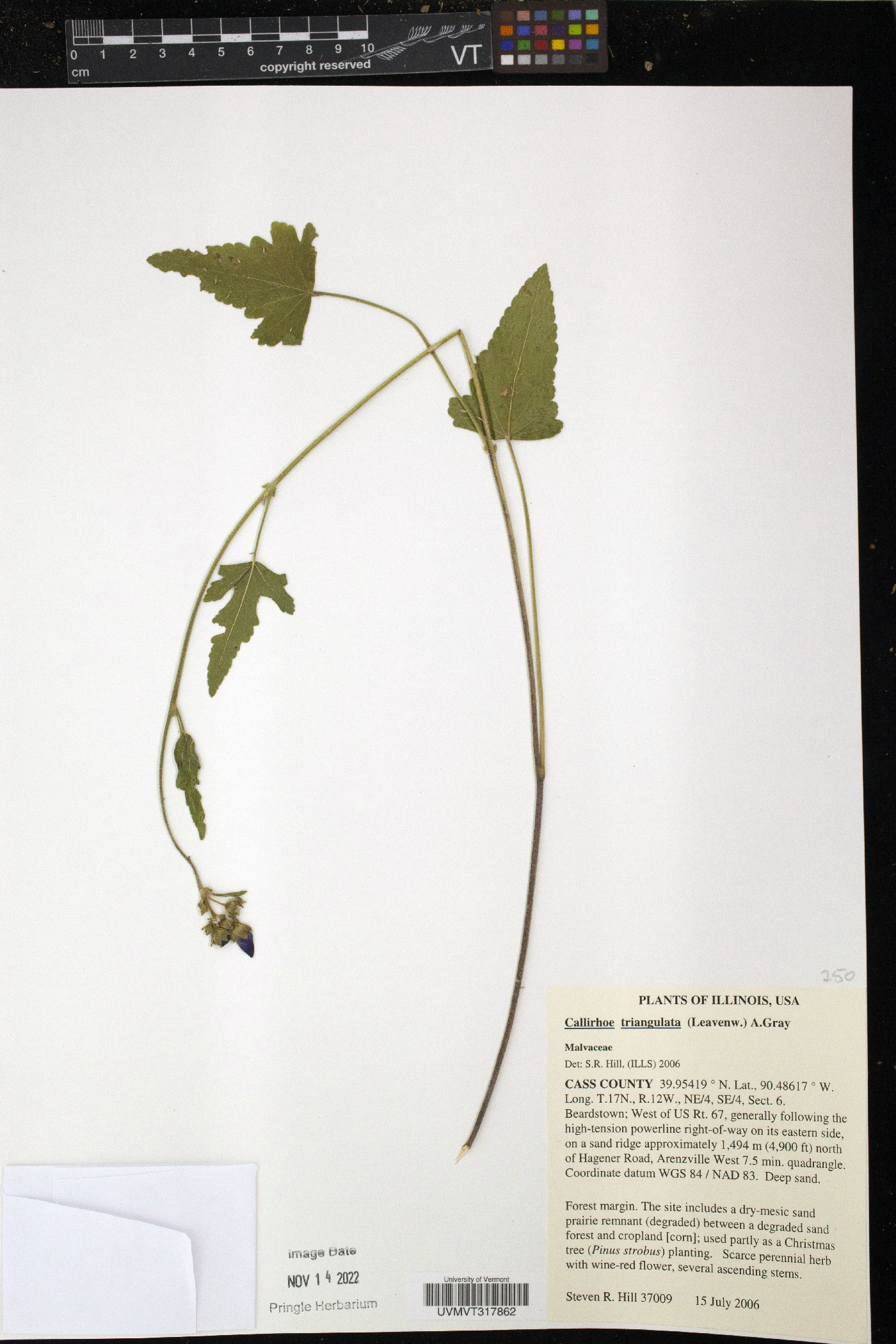 Callirhoe triangulata image