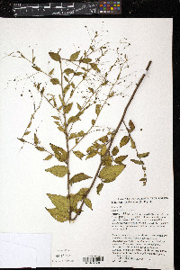 Sidastrum paniculatum image