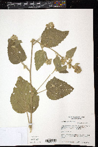 Sida cordifolia image