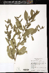 Sida glomerata image