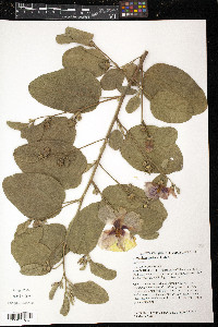 Image of Gossypium australe